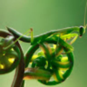 Meet your Posher, Victoria